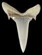 Fossil Sand Shark (Odontaspis) Tooth - Lee Creek, NC #47681-1